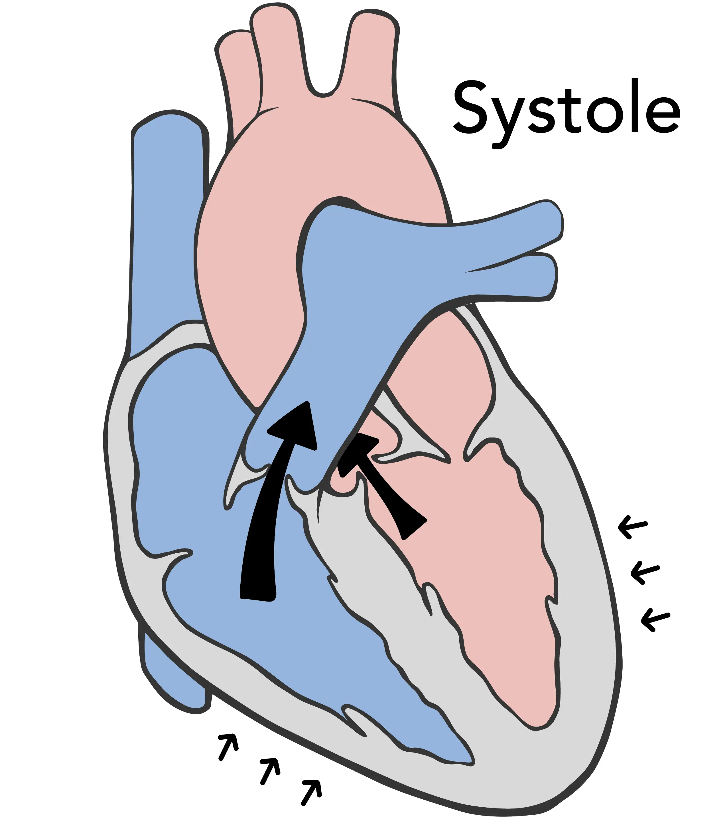 During the systole phase the heart muscle contracts, the heart chambers shrink and the blood is ejected.