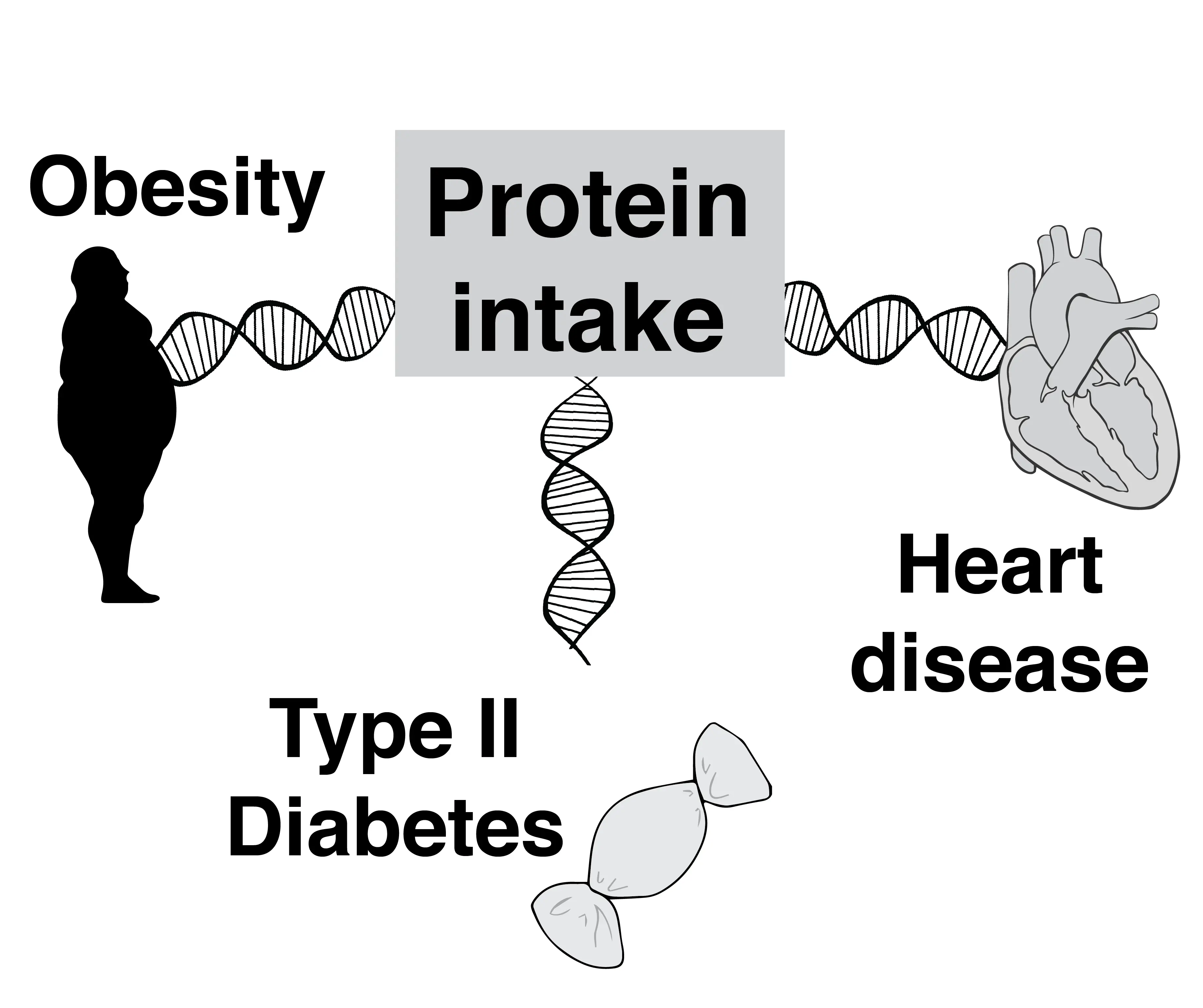 This study found a genetic correlation between higher protein intake and various diseases.