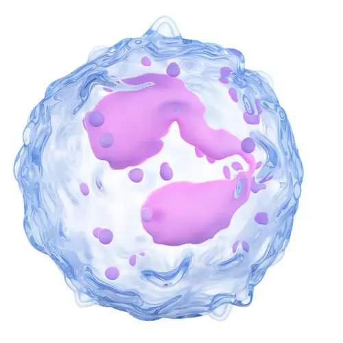 Eosinophils can protect against infections, but can also contribute to allergies.