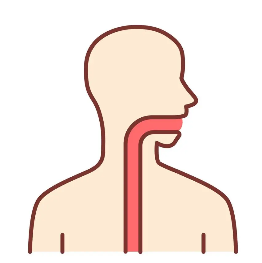 The esophagus connects the mouth to the stomach.