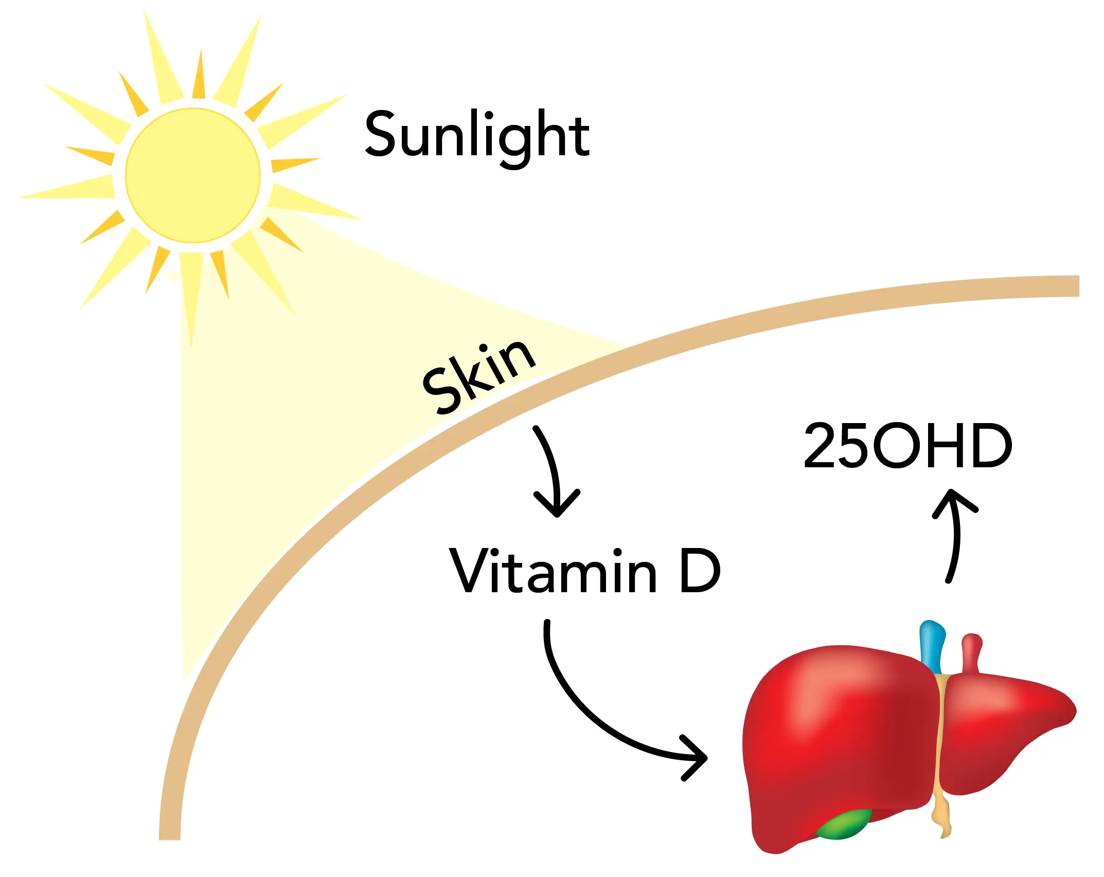 25-hydroxyvitamin D is synthesized in the liver from Vitamin D.