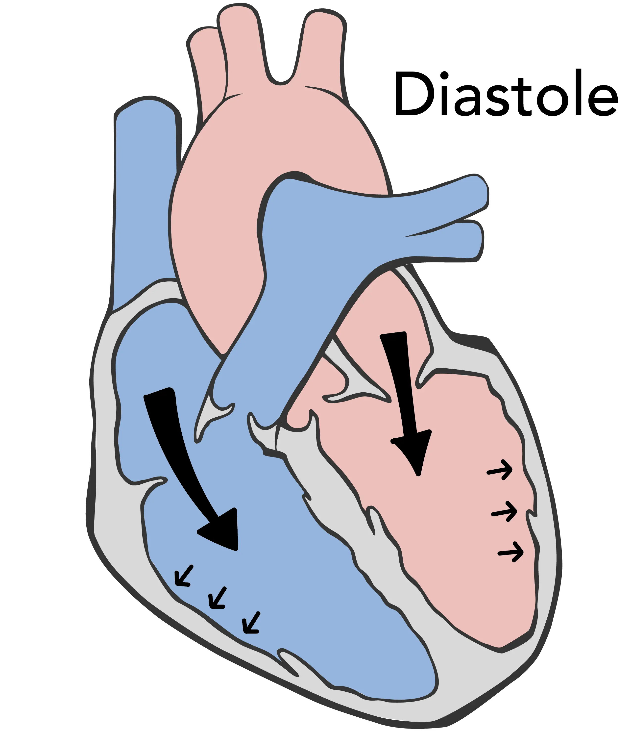 During the diastole phase the heart muscle relaxes, the heart chambers expand and blood flows into the heart.