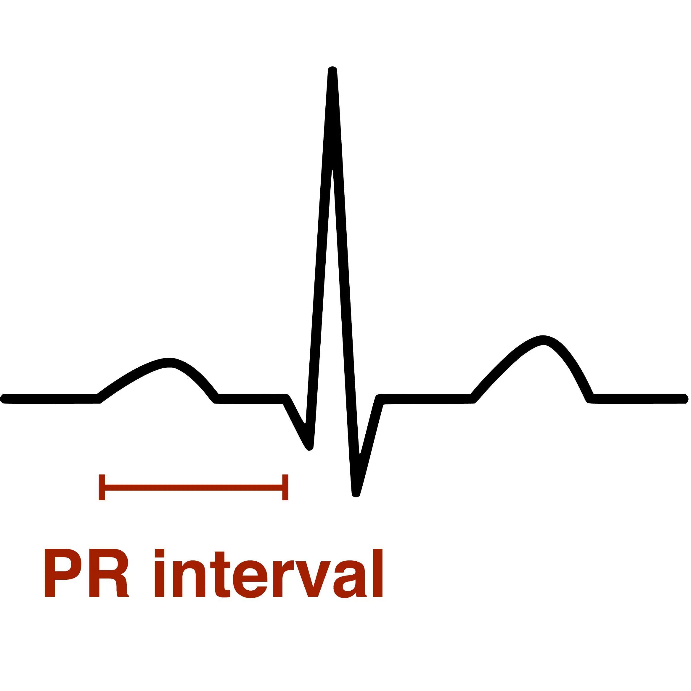 The PR interval in an electrocardiogram.