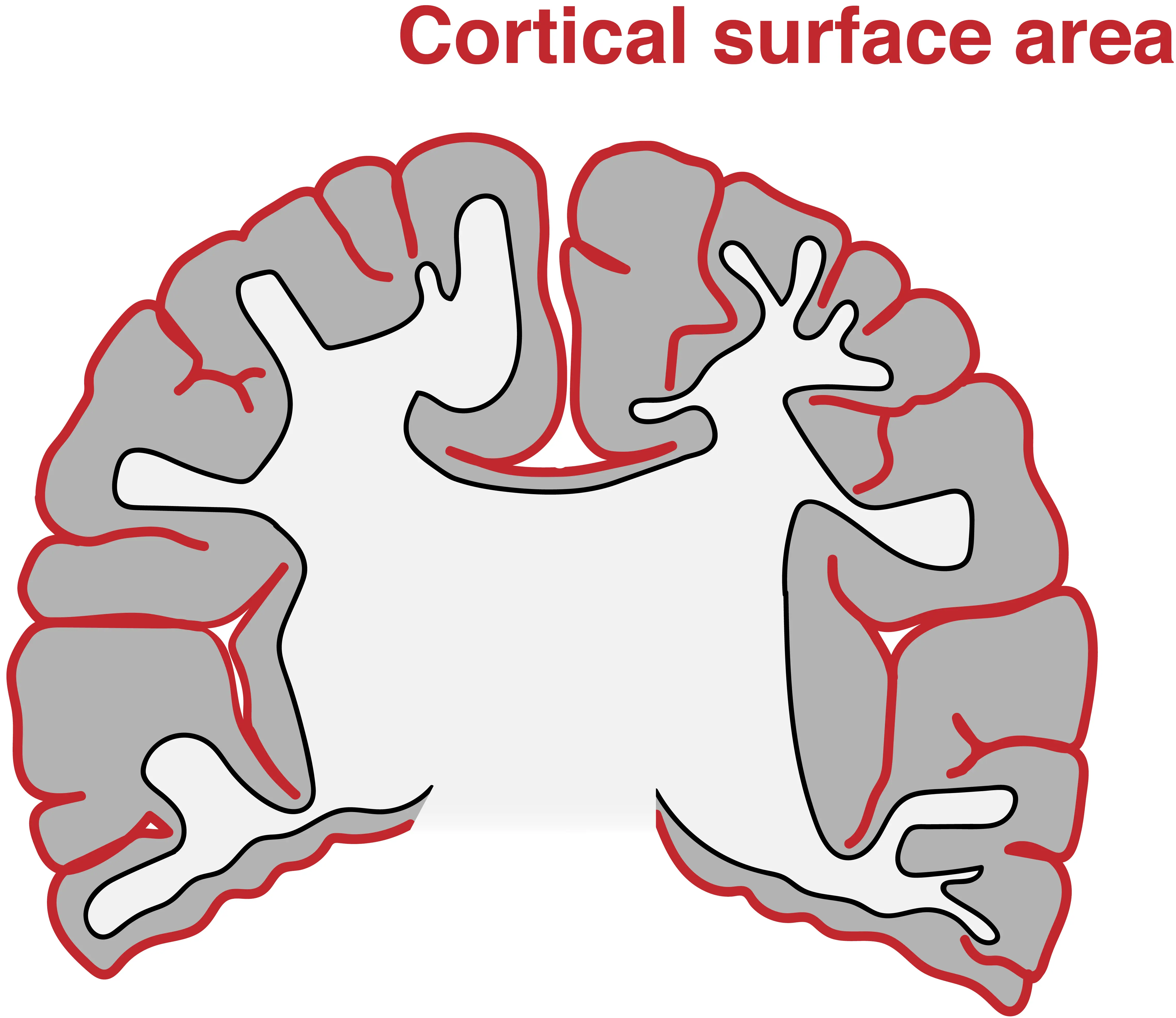 The many folds of the brain cortex increase its surface area.