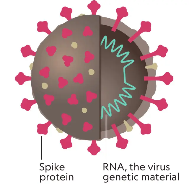COVID-19 is caused by a novel coronavirus that first emerged in 2019. The virus has an RNA genome and characteristic spike proteins on the surface. 