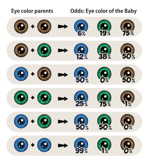 Prediction of a child's eye color based on the parents' eye color.