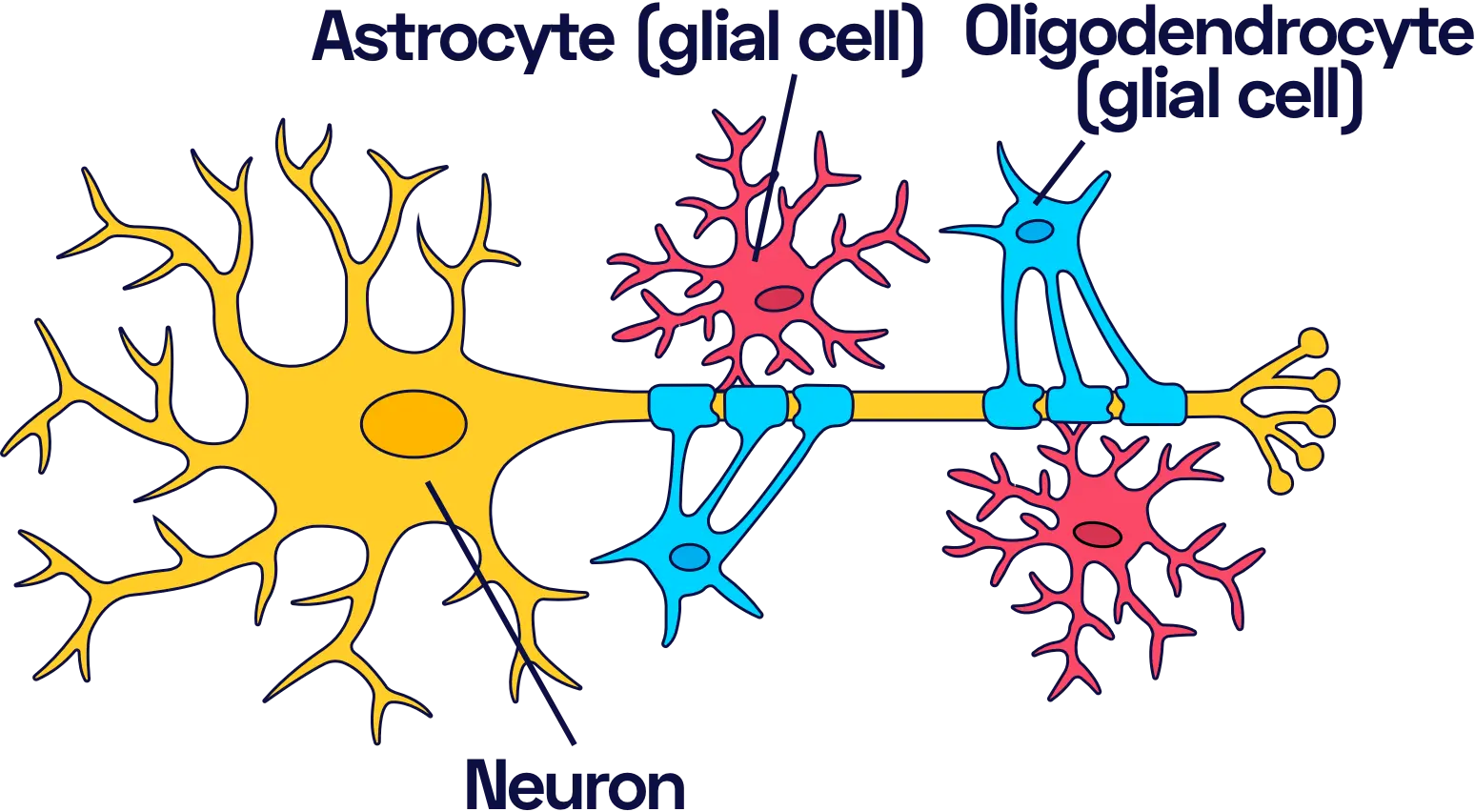 The function of glial cells is to support nerve cells.