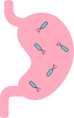  Helicobacter pylori bacteria are commonly found in the stomach.