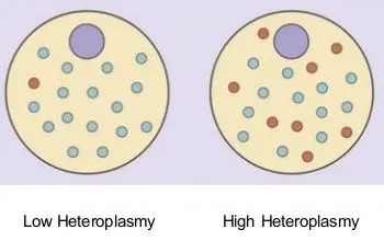 A single cell contains many mitochondria with many mitochondrial genomes. Heteroplasmy describes a state where the genomes of the mitochondria differ.