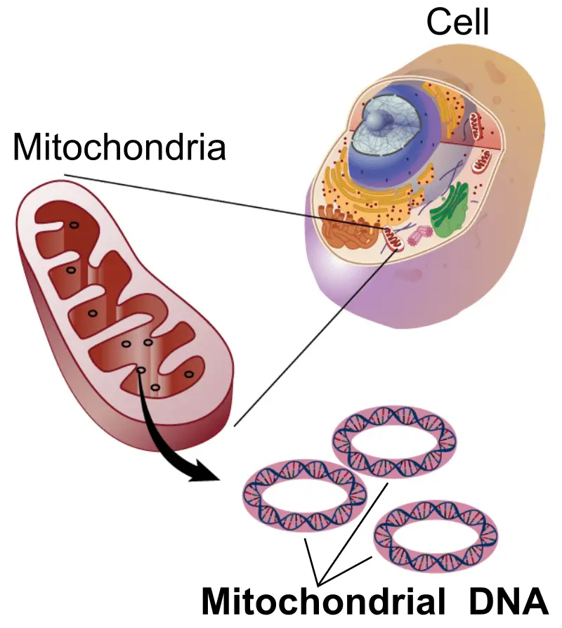 Mitochondria are structures inside cells that produce energy and have their own genomes.