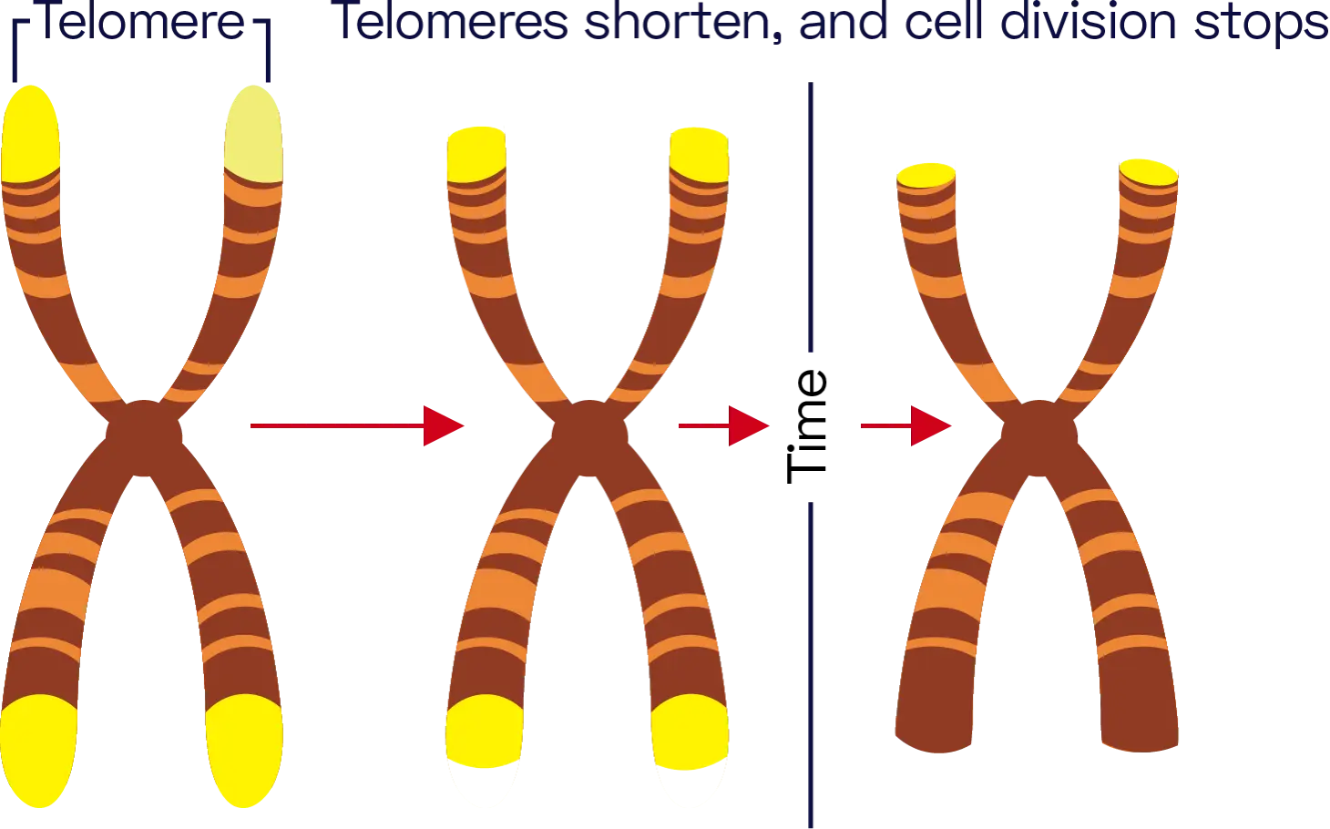 The telomeres shorten as we age, but telomere lenght is also influenced by genetics.