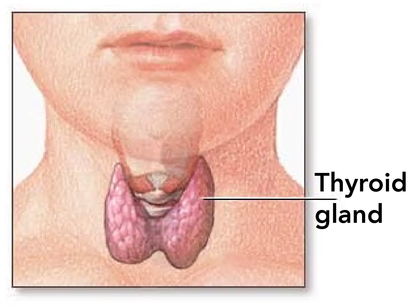 The thyroid gland produces hormones that regulate protein, fat, and carbohydrate metabolism.
