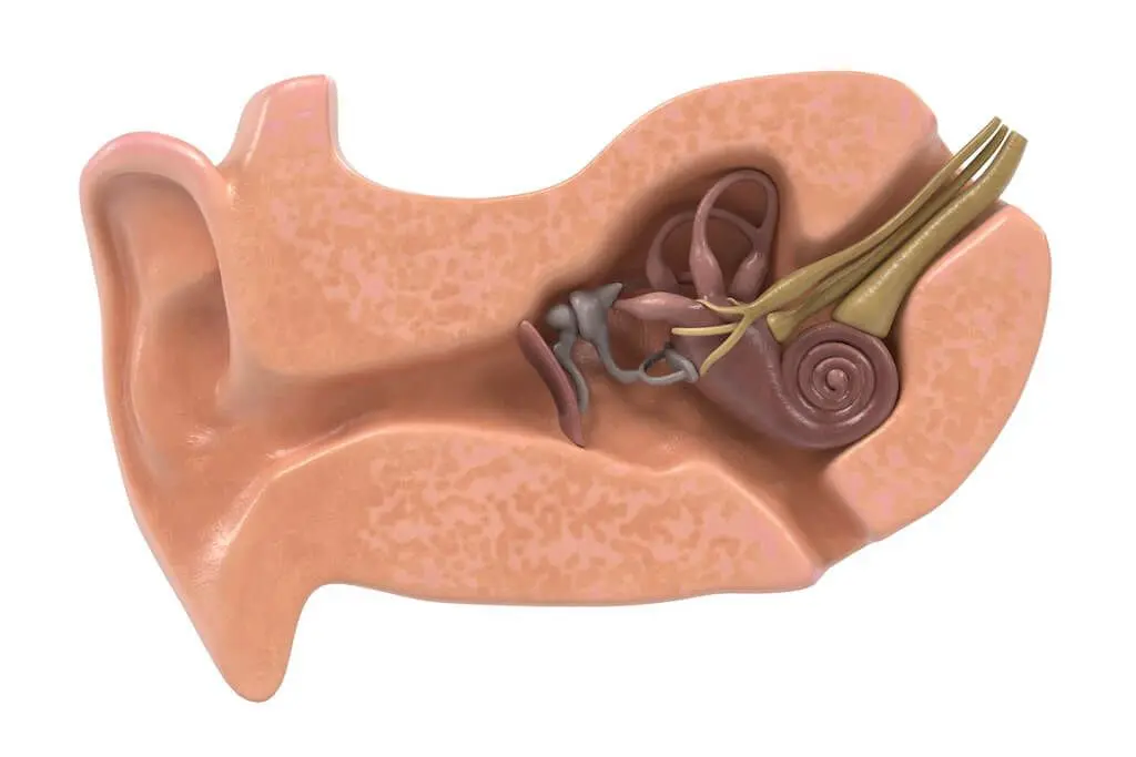 The vestibular system is an organ located in the inner ear that gives you a sense of balance.