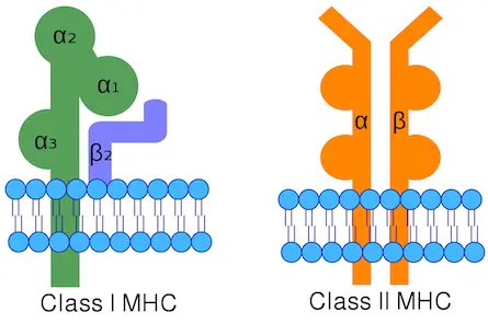 Major Histocompatibility Complex Proteins