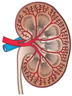 Blood flow in the kidney.