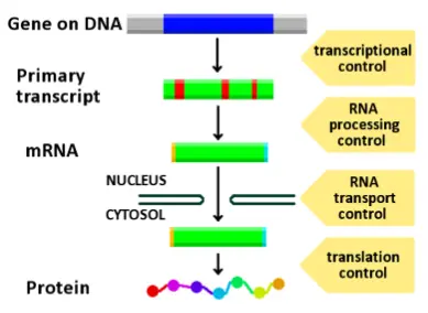 Gene Expression: DNA to Proteins