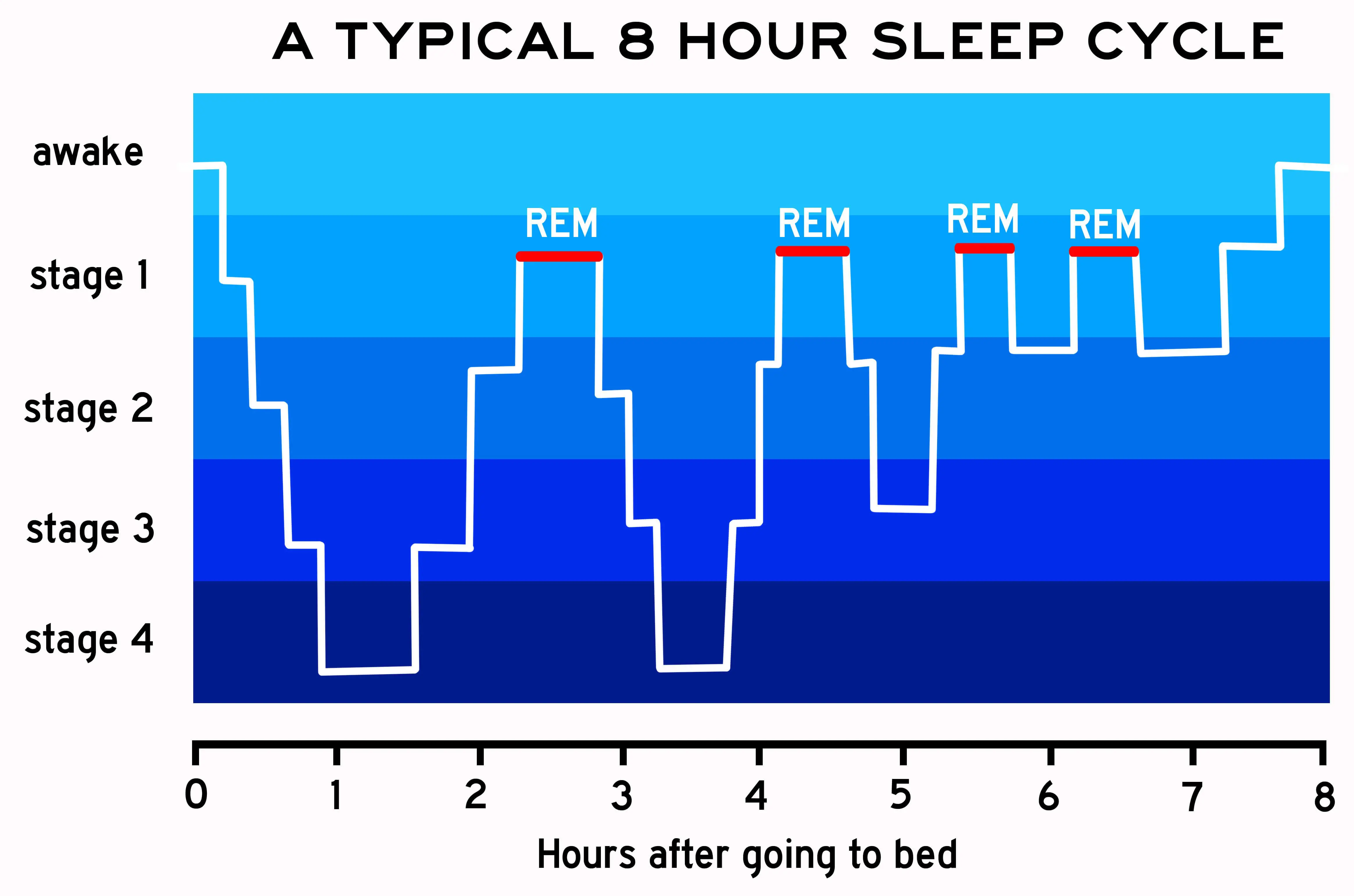 Individuals usually enter REM sleep multiple times a night.