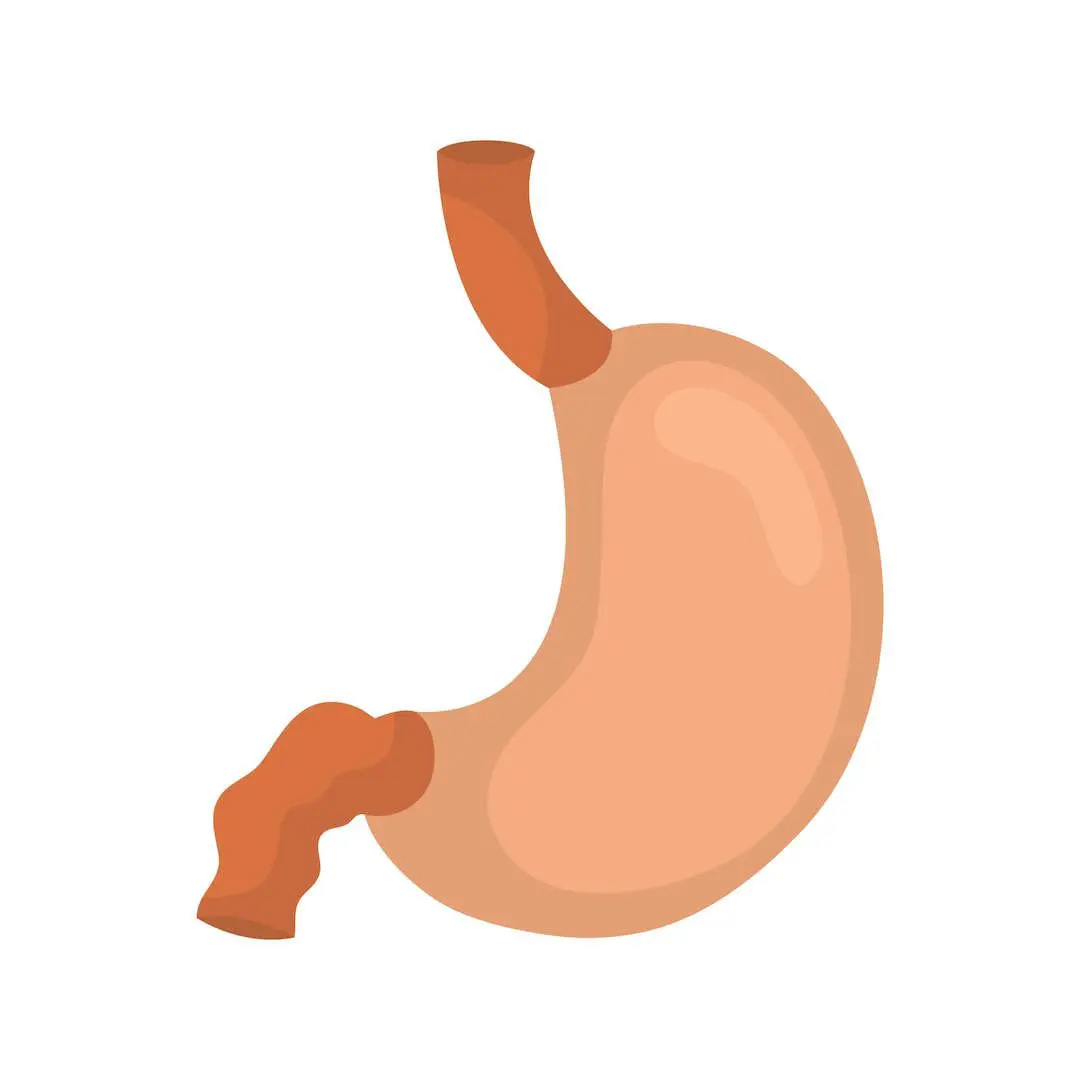 IBS can cause extreme distress in the stomach and bowels.